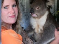 Wildlife carer with koala