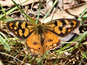 Common Brown butterfly. Photo by L. Norden