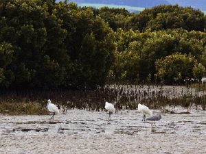 Royal spoonbills and white faced heron